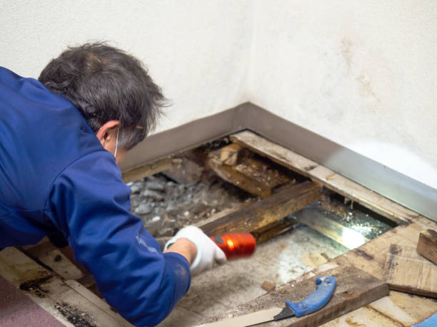 Best Preventive Mold Services in Russell, GA
