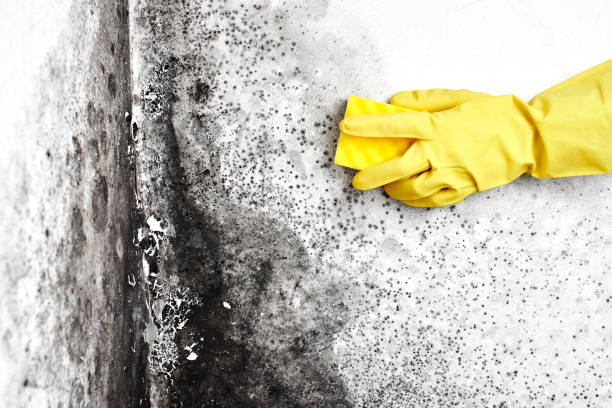 Reliable Russell, GA Mold Remediation Solutions