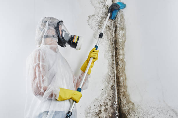 Best Health and Safety Mold Remediation in Russell, GA