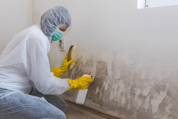 Best Industrial Mold Remediation in Russell, GA