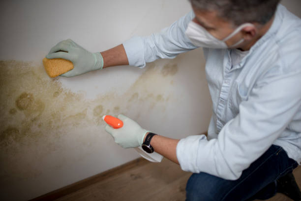 Best Residential Mold Remediation in Russell, GA